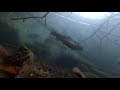 Подводная сьемка Форель и Карп обитание в естественной среде №1