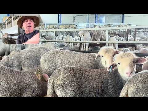 Lunes 23 de marzo se ponen a disposición de los señores ganaderos. Los corderos de simiente