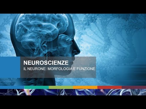 Il neurone: morfologia e funzione