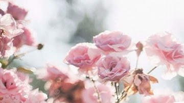 تلاوه هادئه مريحه ل الأعصاب ل شهر رمضان المبارك