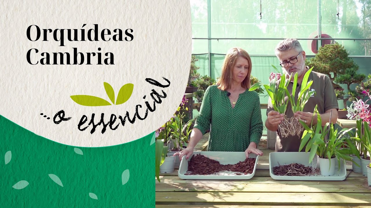 Orquídeas Cambria... o essencial