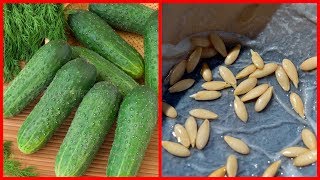 Посадка Огурцов.🥒👍Улучшаем Всхожесть.🥒👍 Подготовка Почвы.🥒👍