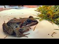 Central Asiatic Frogs Threatened By Illegal Sale In Kyrgyzstan