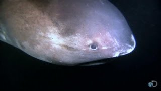 Alien Sharks: The Megamouth Alien Sharks: The Megamouth