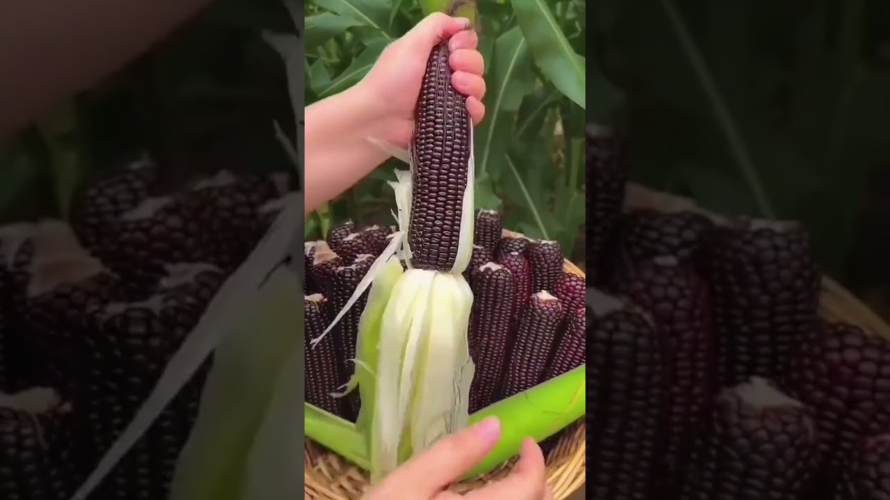 Сладкая черная кукуруза из Китая, которую могут есть даже пожилые люди