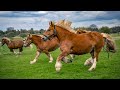 1 hour of happy horses to make your day better