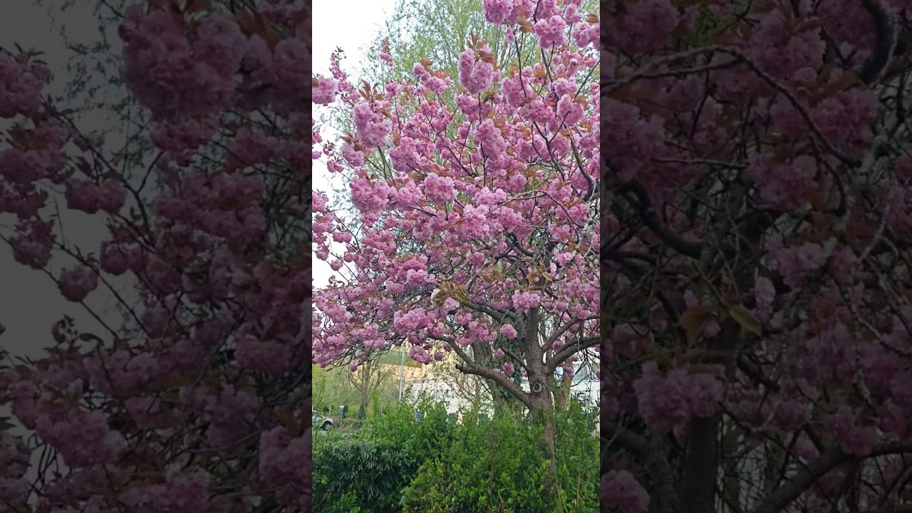 United Kingdom - Milton Keynes spring 2025 # United Kingdom 