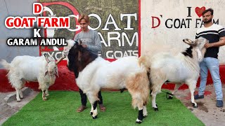 Garam Andul Kota Malwa Goat At D Goat Farm