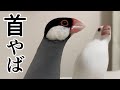 首が長すぎる桜文鳥
