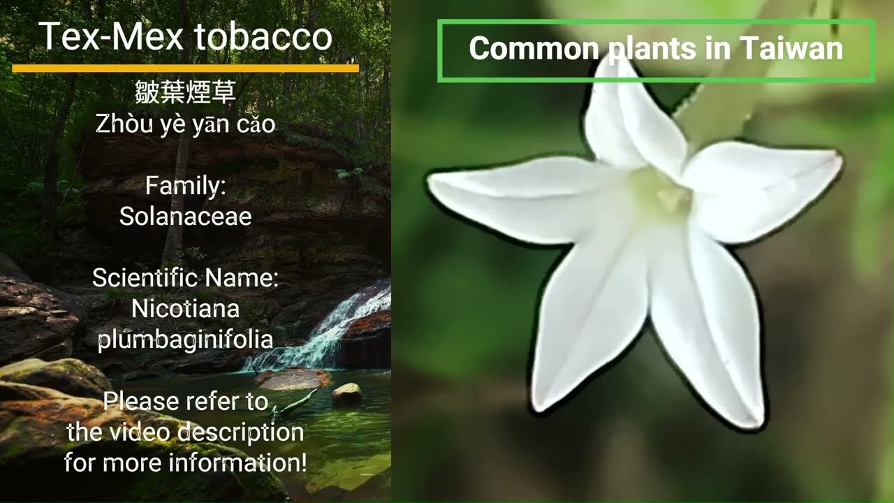 what are the short and long term effects of tobacco The Many Dangers of Tobacco Use