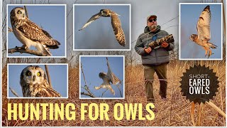 Hunting for Owls