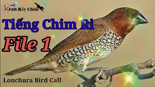 Tiếng Chim Ri ( Ri Vàng) Gọi Bầy Siêu Tốc Độ - File 1 | Kênh Bẫy Chim