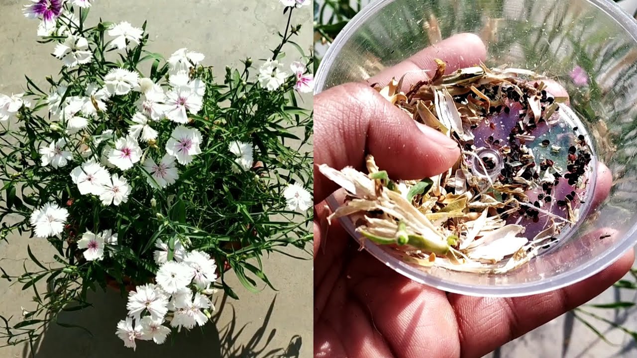 How to collecting Dianthus flower seeds/Small Dianthus seeds collection
