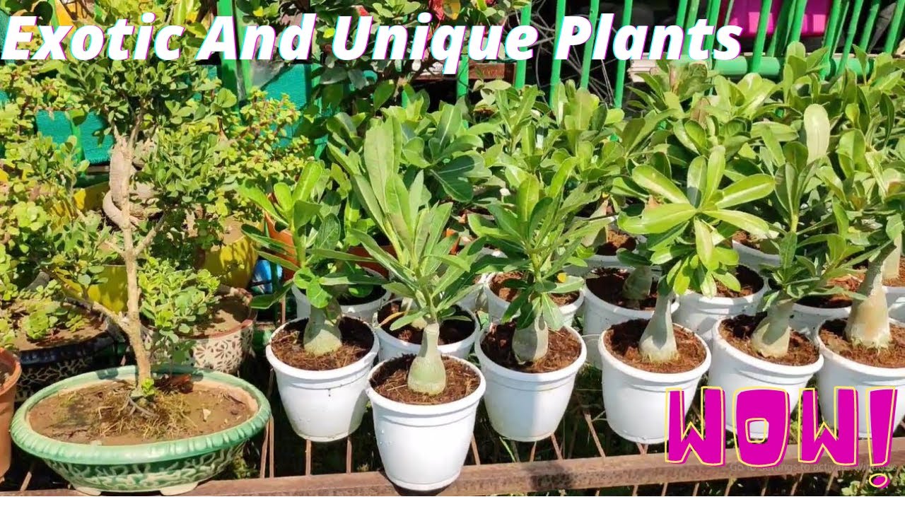 Exotic Plants Collection || Ashok Nursery || Nursery Tour