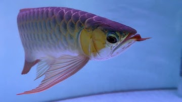 Cái gì mọc lại cái gì không ở cá rồng ?