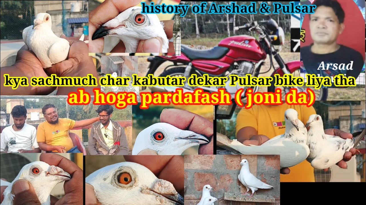 Kalpara history of Arshad pigeon Kalpara kalduma #pigeon white pigeon#kabutar # ...