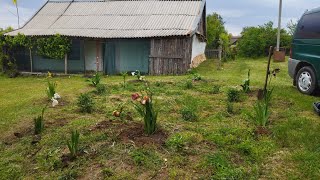 Розсада у відкритому грунті. Наше квітуче село.#село #garden #gardening #funny#reels #farming