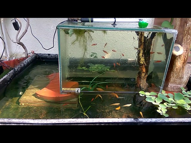 Vacuum Suspended Aquarium - Youtube