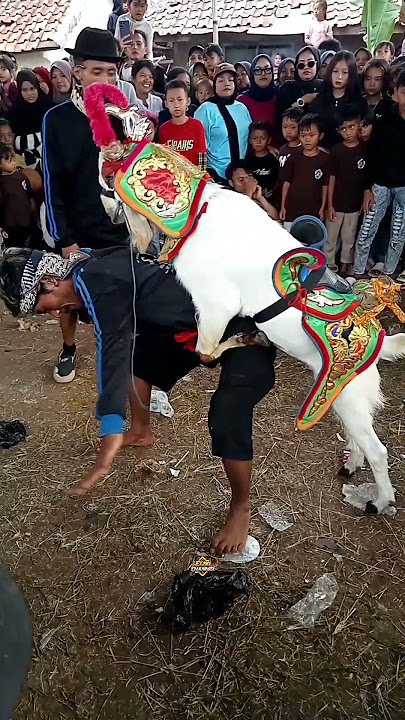 sheep asking to be carried 😂 #shorts #funny #sheep