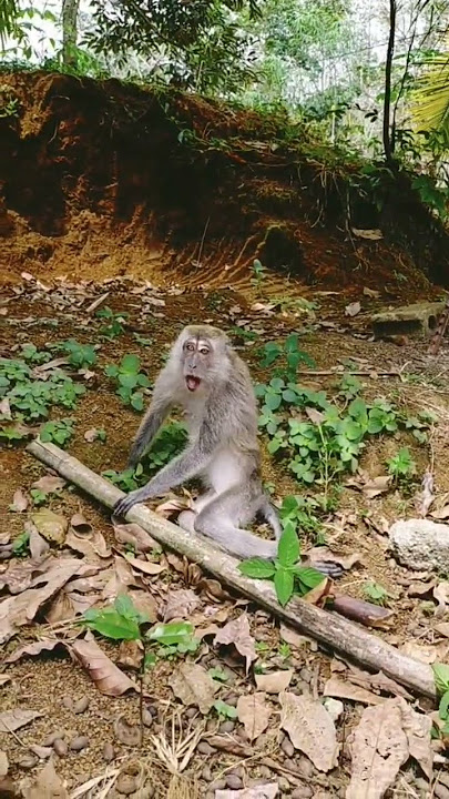 monyet mabok alpukat 😀#monyet #monkey #monyetliar