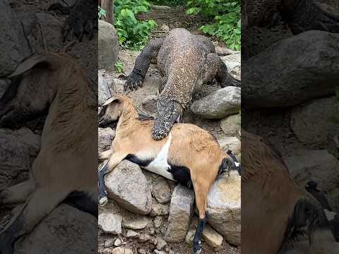 Catching GOATs Sleep ๐ฌ