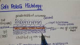 Histology Of Soft Palate screenshot 3