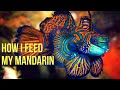 How to get new Green Mandarin Dragonette Fish to feed