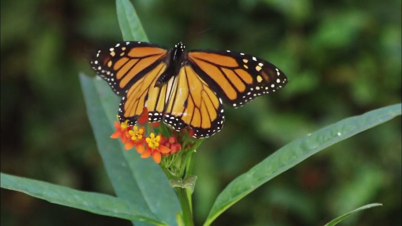 The Butterfly Song YouTube