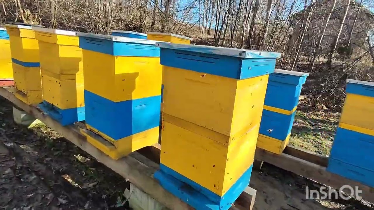 Szokujący przyrost warozy! Pierwszy przegląd wiosenny + WSK 125 i oczko jako poidło dla pszczół 🐝