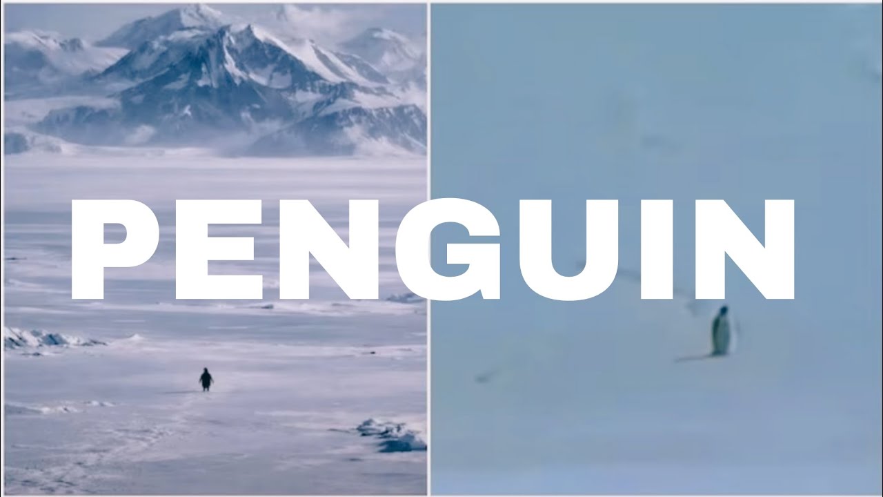 VIRAL PENGUIN CLIP😕❓|| 