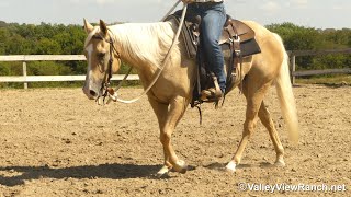 Sistersdunitagain - Arena Riding - Valleyviewranch.net
