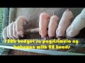 Piggery with starting budget of 150k | kelangan sa pagsisimula ng babuyan