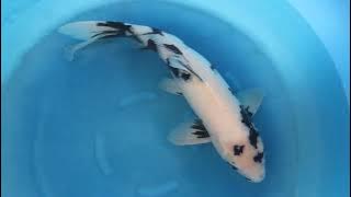 26857 Shiro Utsuri Omosako Koi Farm Female 60cm.