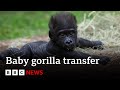 Baby gorilla jameela on a journey to find a surrogate mum  bbc news