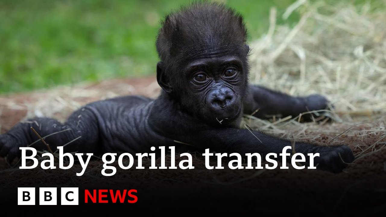 Baby gorilla ‘Jameela’ on a journey to find a surrogate mum | BBC News