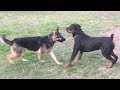 A Strong German Shepherd Tests Strong Rottweiler