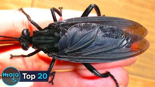 Top 20 Massive Insects That REALLY Exist