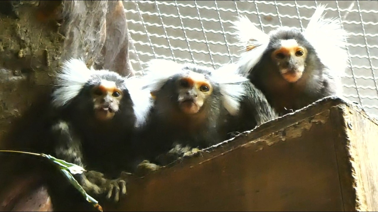 20260508 上野動物園 小獣館 コモンマーモセット 毛づくろいをする