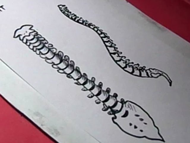 Spine Drawing Images  Free Download on Freepik