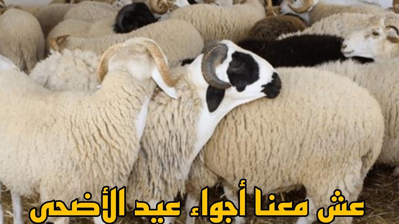 طريقة تحضير العلاوة او التقلية من البداية إلى النهاية ممكن يستافدو منها المبتدئين