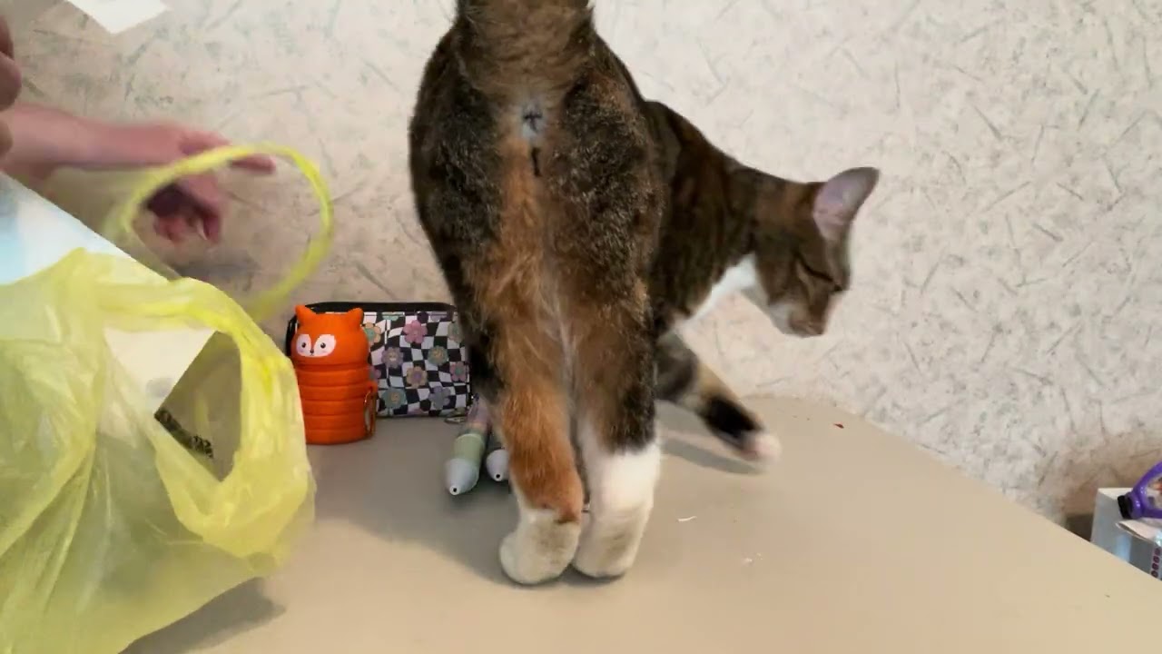 Dollar General clearance haul. 