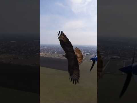 Видео: Орел навстречу
