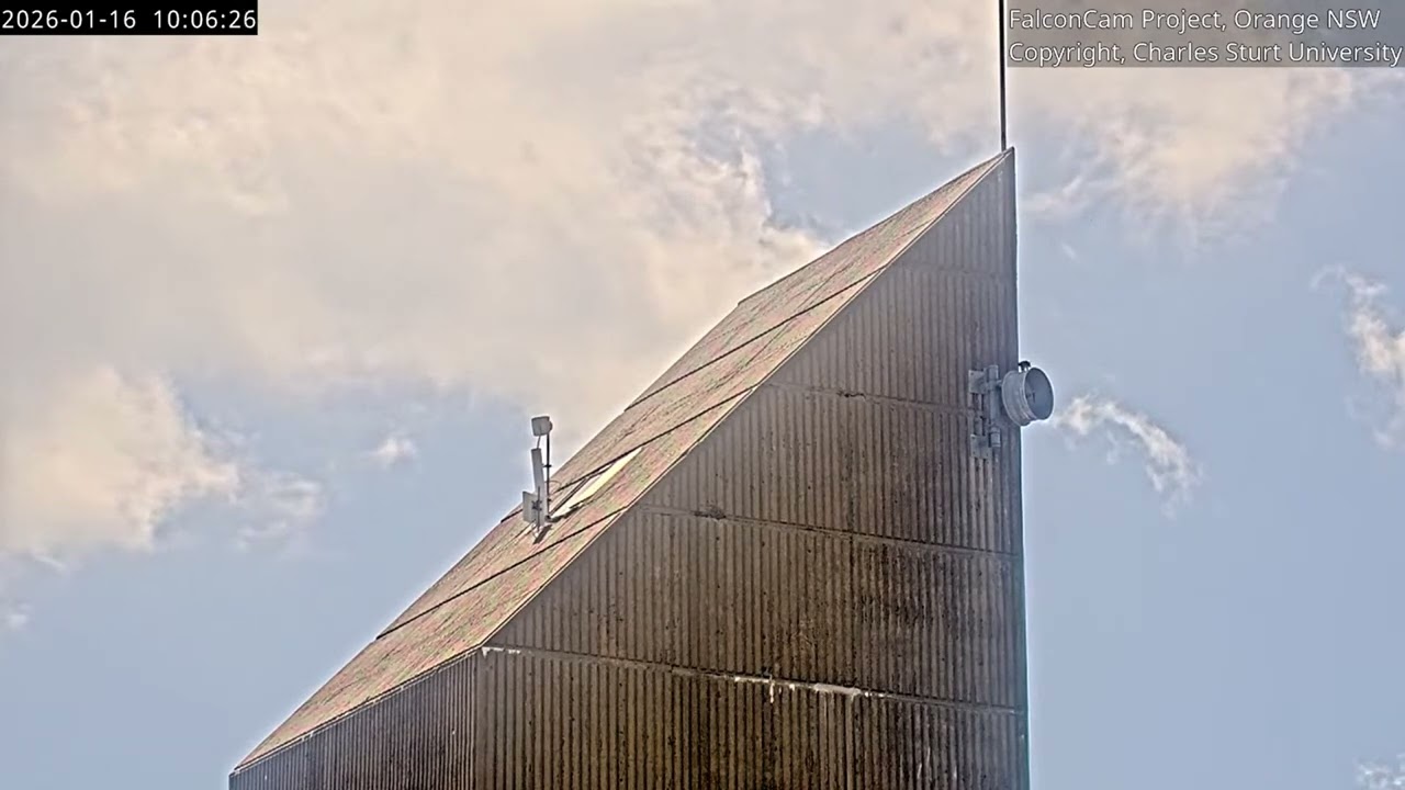Breakfast is falling! FalconCam Project, Orange NSW, 16 January 2026