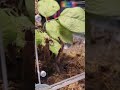 crazy tarantula was on the hunt. Tarantula Feeding, P Cambridgei #shorts