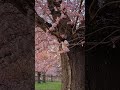 AMAZING CHERRY BLOSSOMS GARDEN | SCHWETZINGEN PALACE | GERMANY #shorts