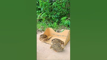 Easy Bird Trap - Quail Trap #creative bird trap #Shorts