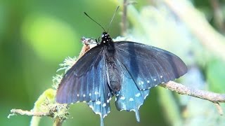 RARE BEAUTY: Efforts Underway To Revive The California Pipevine Swallowtail Butterfly In San Franci