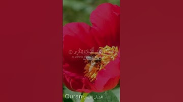 قرآن|وانا اخترتك فاستمع لما يوحى|سورة طه الآية ١٣|#قرآن #قران_كريم #سورة_طه