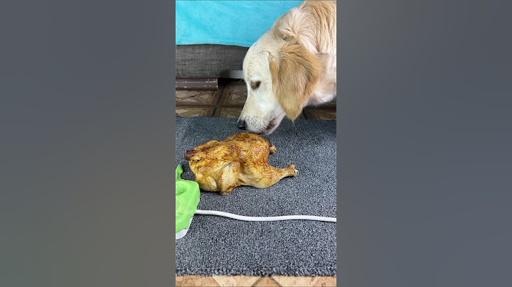 Elza love to eat chiken🍗⚡ #dog #pets