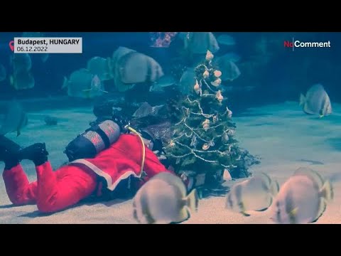 شاهد: سانتا كلوس يقدم شجرة عيد الميلاد لأسماك القرش
 - نشر قبل 2 ساعة